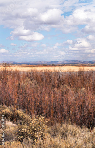 Willows at Bosque del Apache Wildlife Refuge