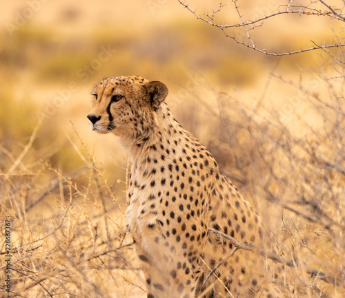 Male cheetah surveying the savannah