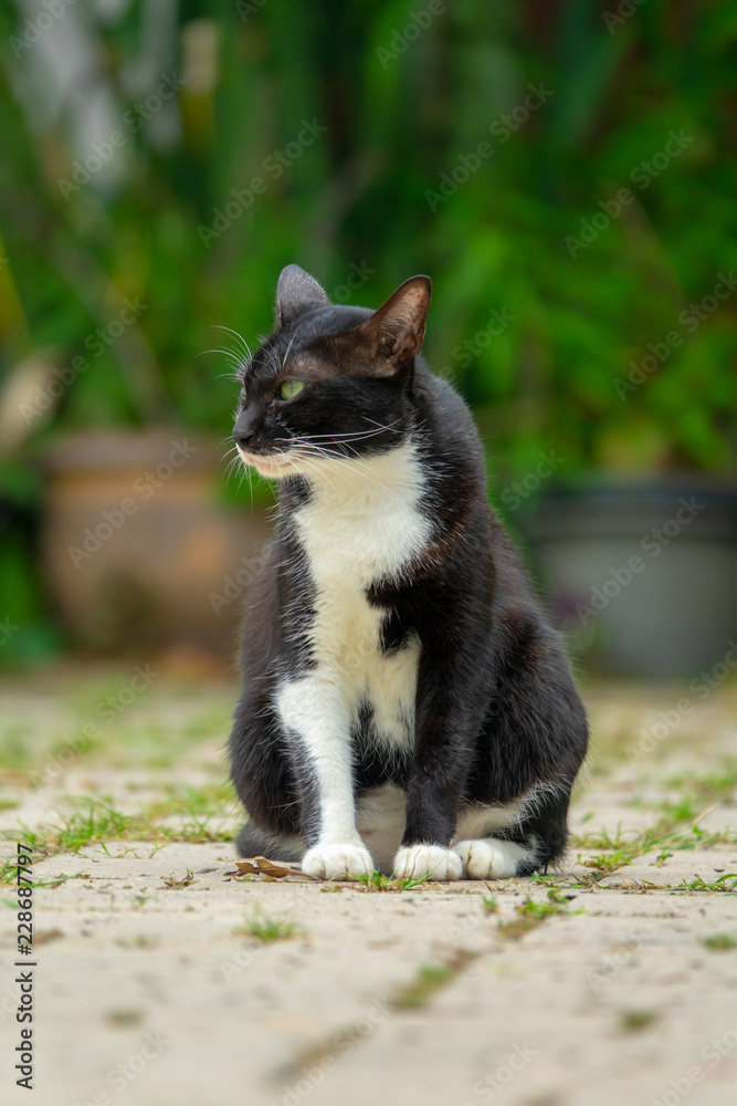Black and white cat sitting on floor Black and white cat sitting on floor