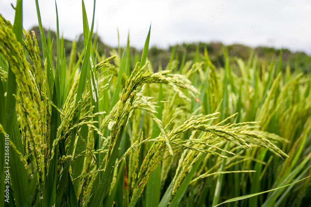 Rice in paddy fields Rice in paddy fields