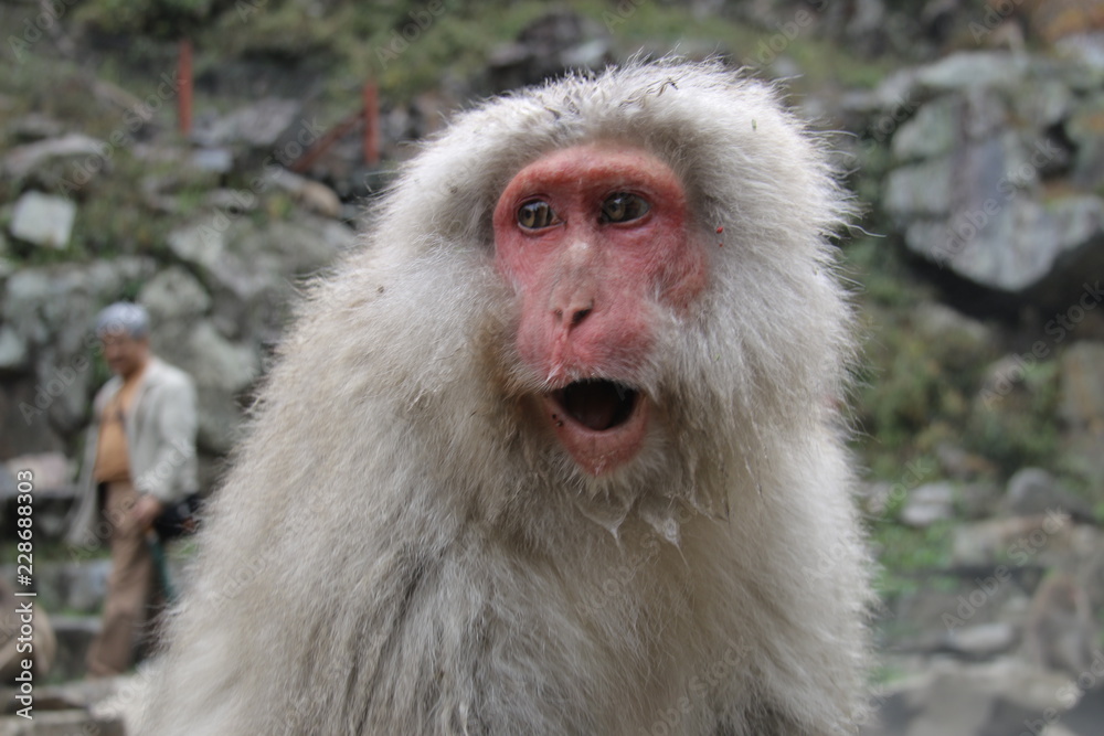 Naklejka premium 猿