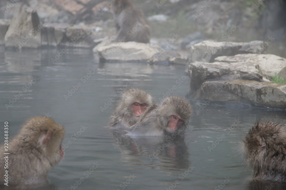 Naklejka premium 猿