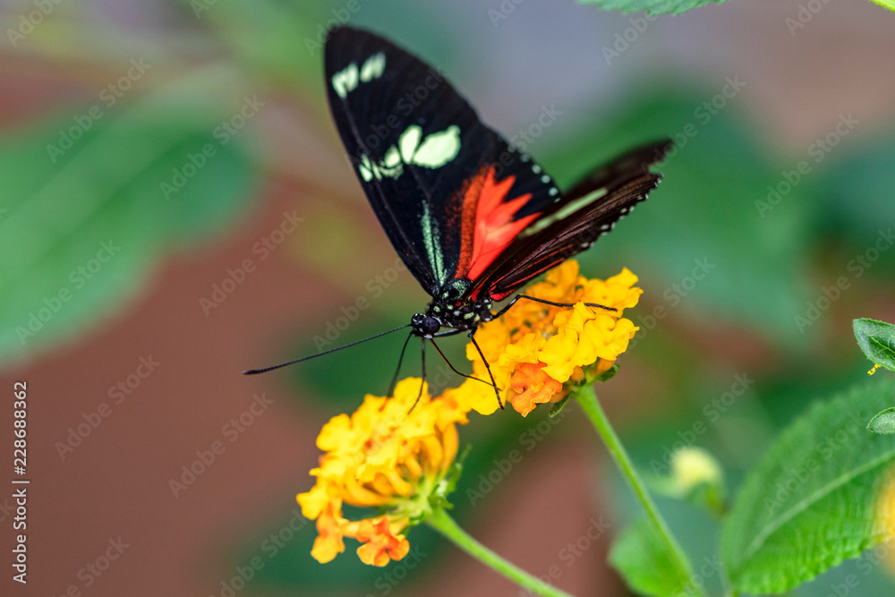 Papillon Mechanitis polymnia sur une fleur Papillon Mechanitis polymnia sur une fleur