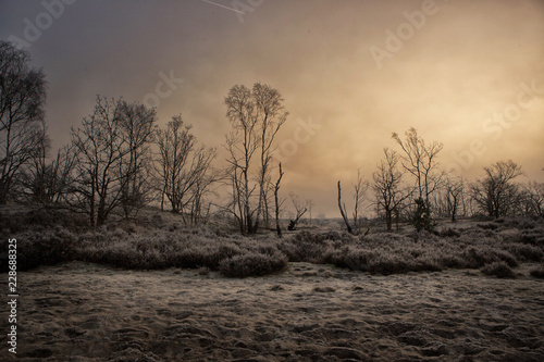 Start trees in a misty and frost landscape with the early morning sun trying to burn its way though the fog.
