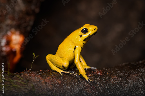 Closeup of a golden poison frog sitting on a log © Thorsten Spoerlein
