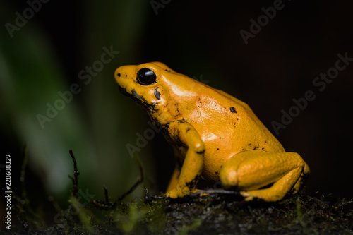 Closeup of a golden poison frog sitting on a log