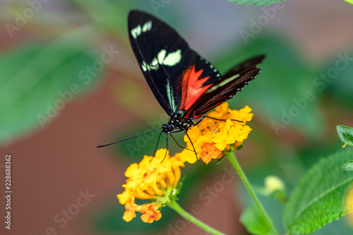 Papillon Mechanitis polymnia sur une fleur