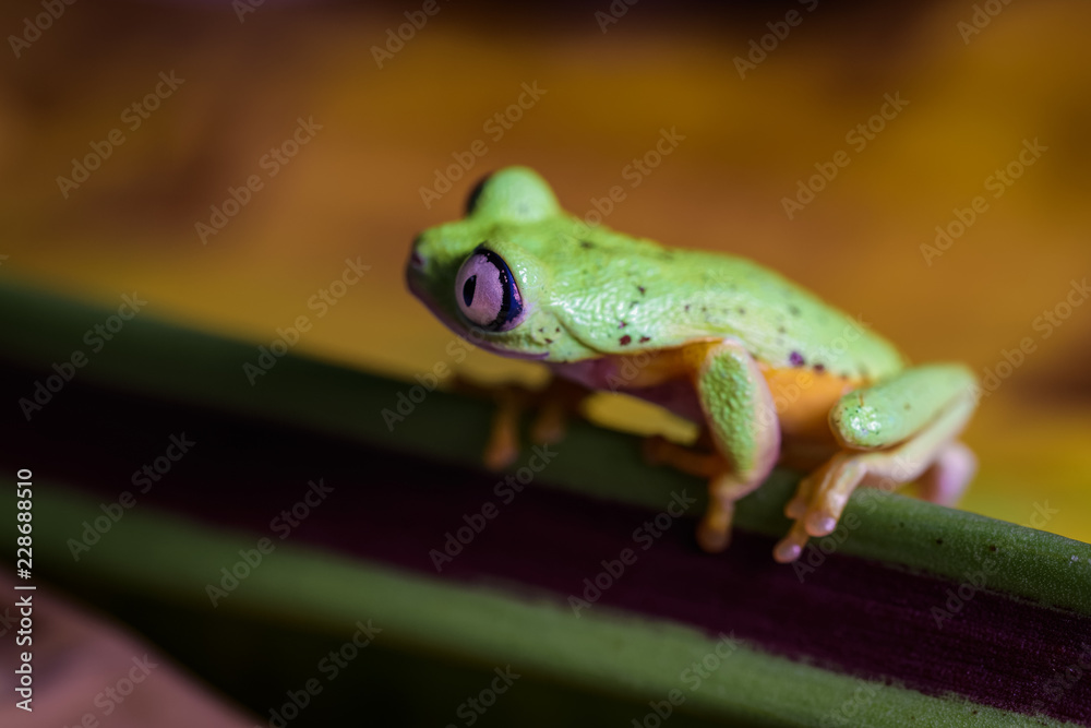 Fototapeta premium Lemur tree frog on a banana leaf