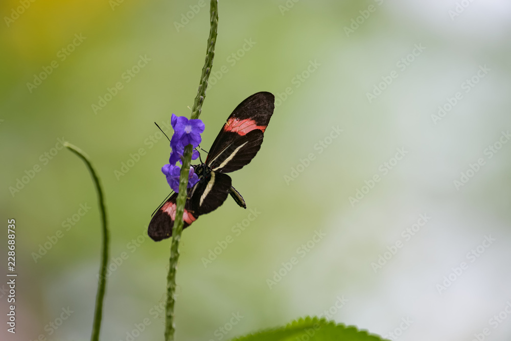 Tropical butterfly flying around a flower Tropical butterfly flying around a flower