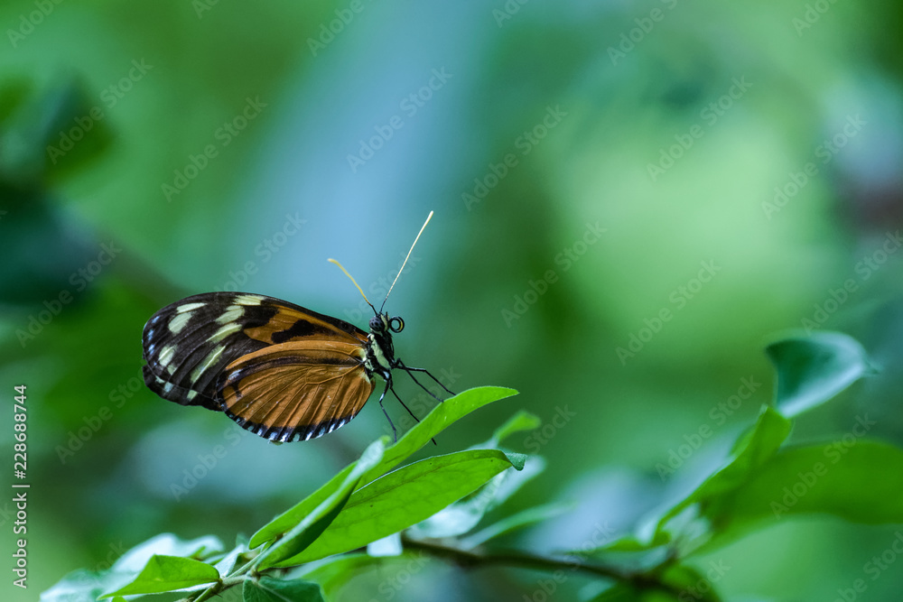Fototapeta premium Tropical butterfly flying around a flower