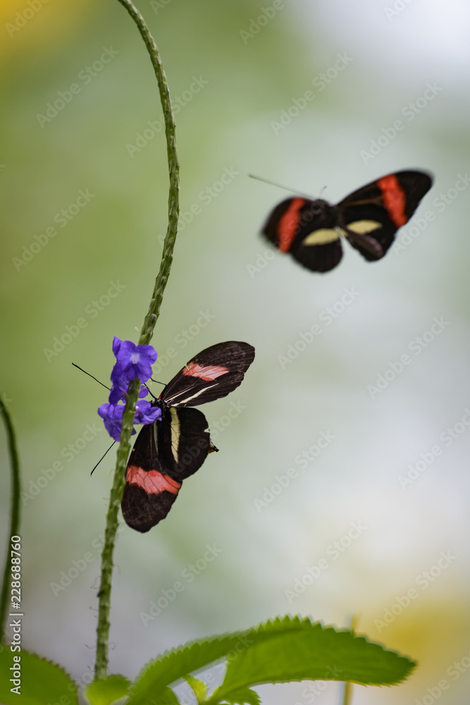 Tropical butterfly flying around a flower Tropical butterfly flying around a flower