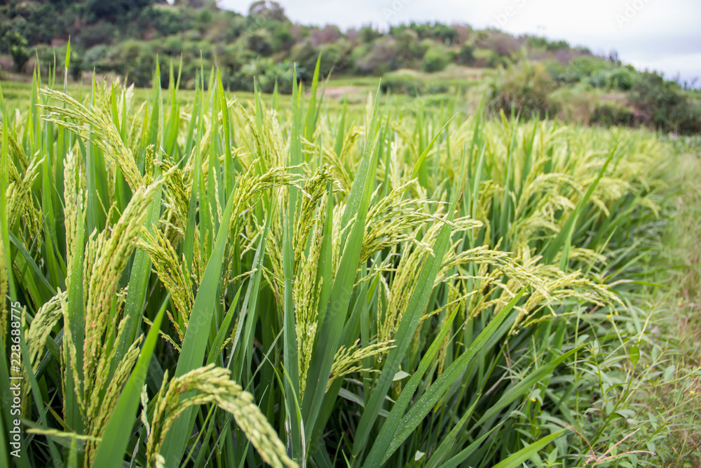 Fototapeta premium Rice in paddy fields
