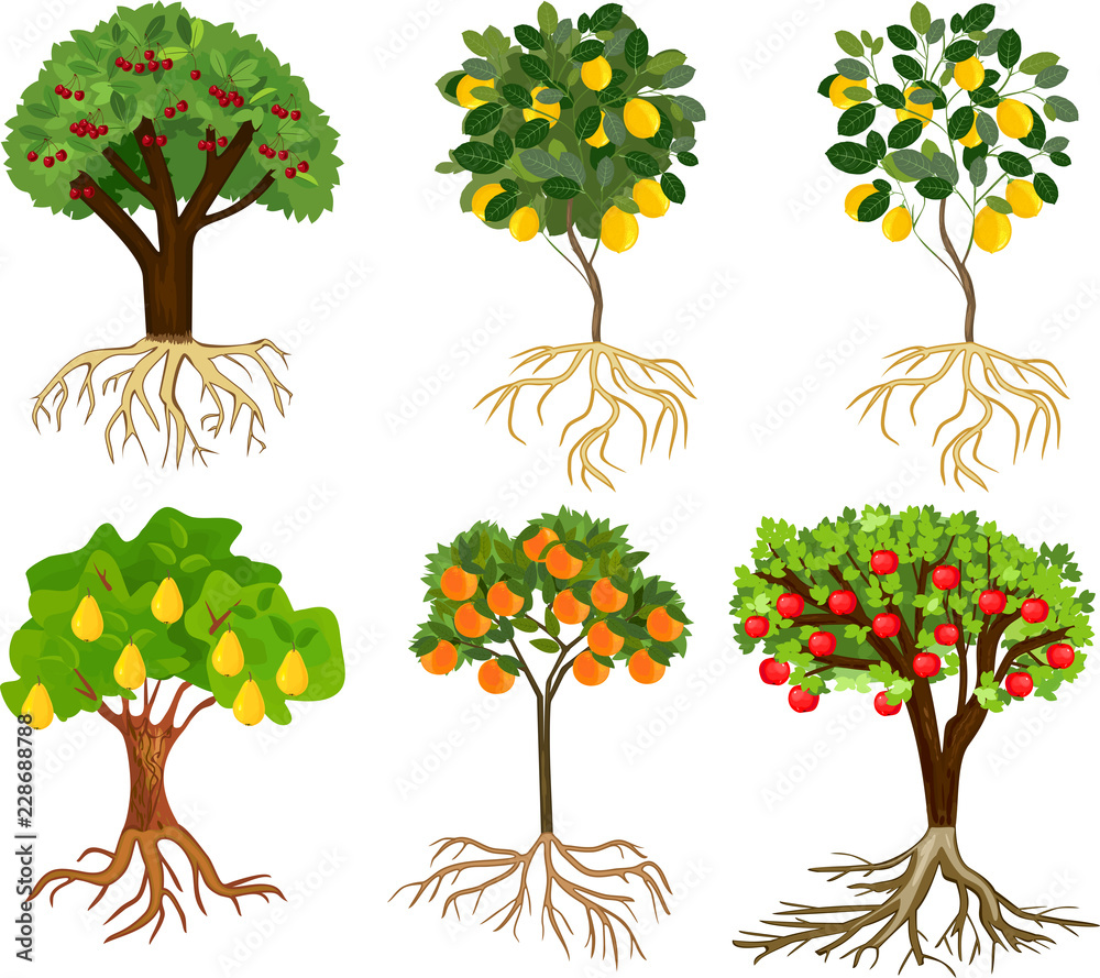 Set of different cartoon fruit trees with ripe fruits and root system  isolated on white background Stock Vector | Adobe Stock
