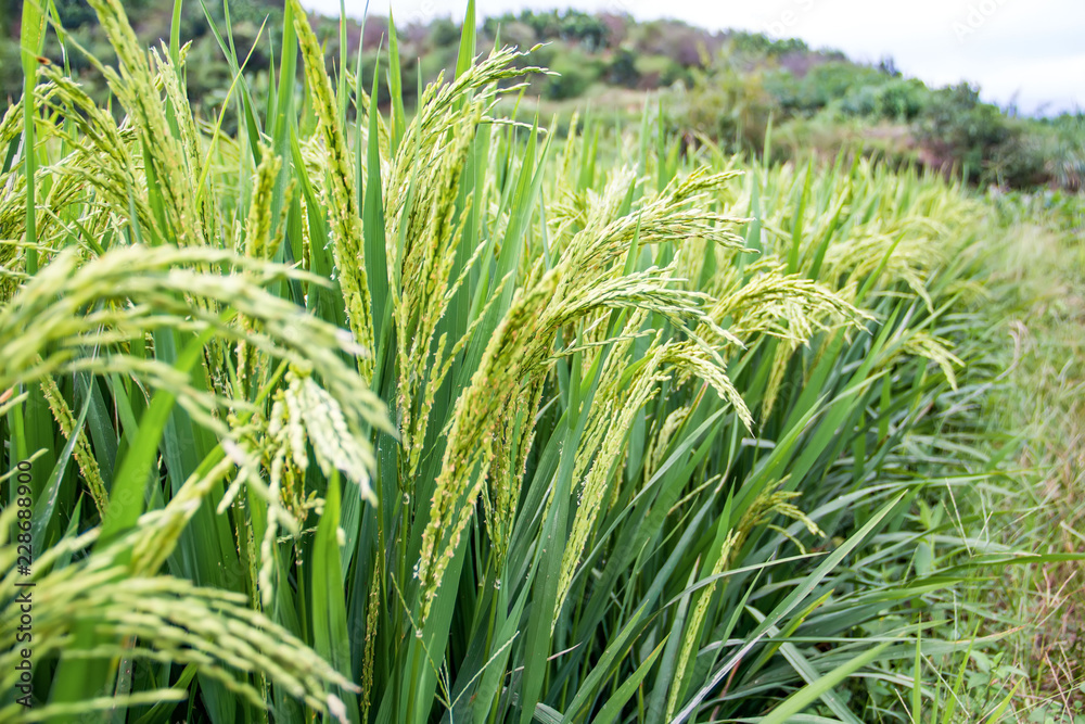Rice in paddy fields Rice in paddy fields