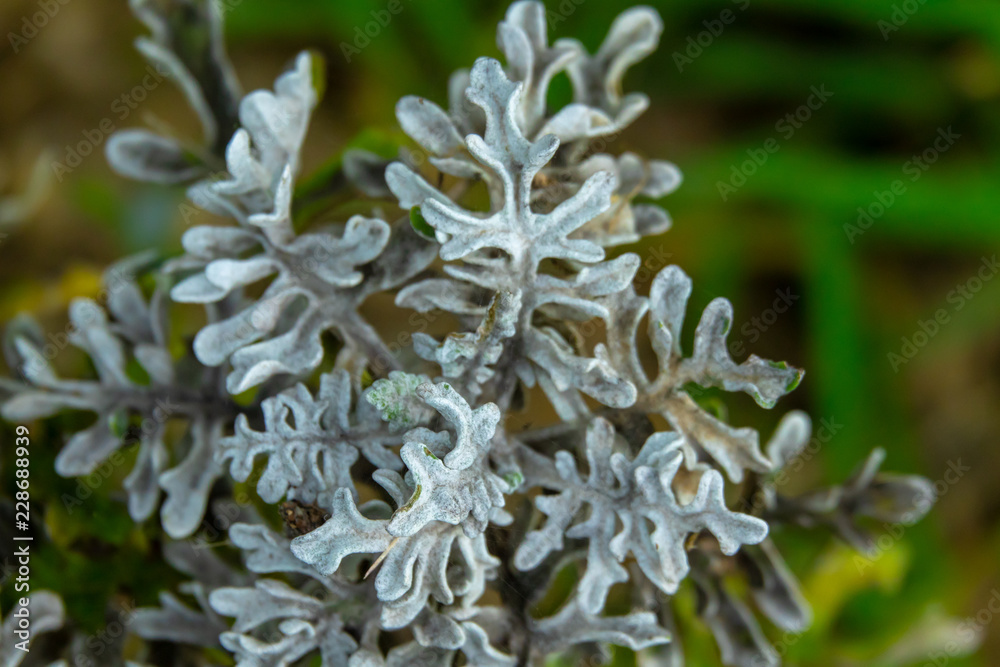 White leaf flower with blur background White leaf flower with blur background