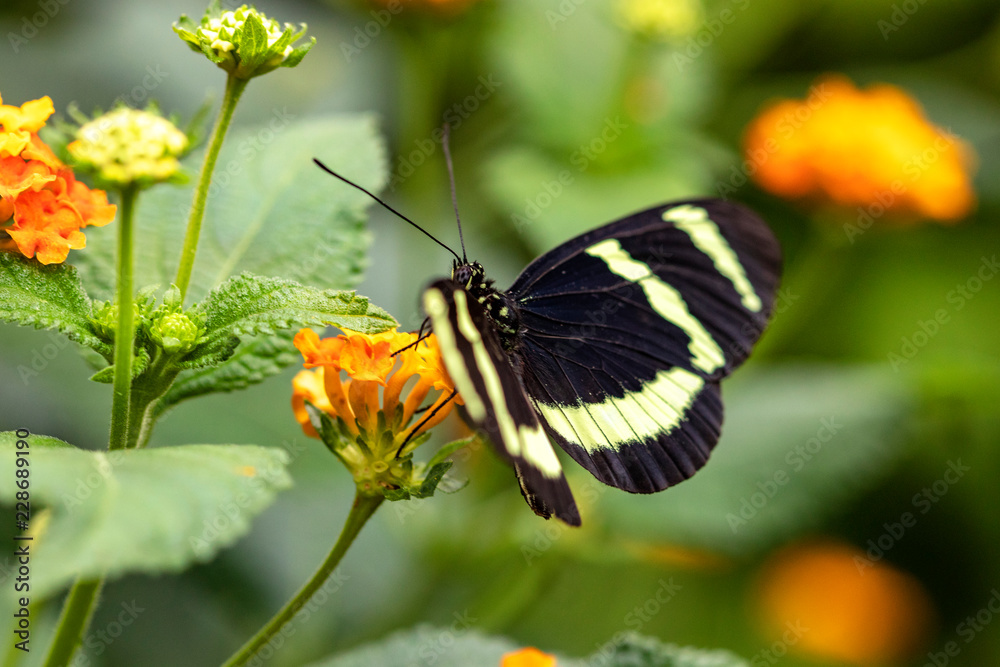 Papillon Heliconius hewitsoni sur une fleur Papillon Heliconius hewitsoni sur une fleur