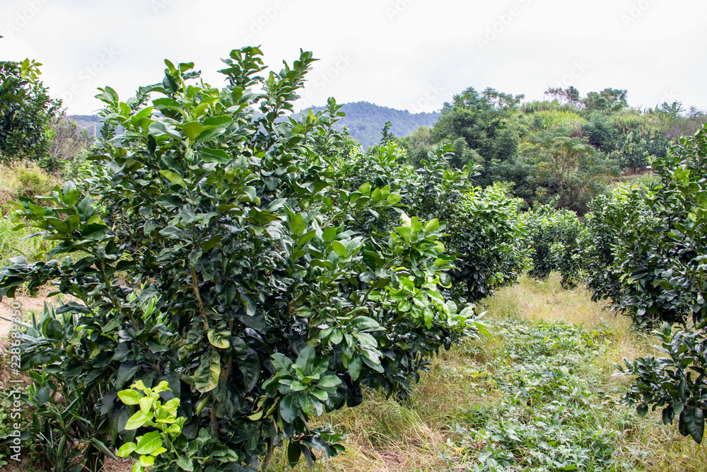 Grapefruit trees grown in the countryside