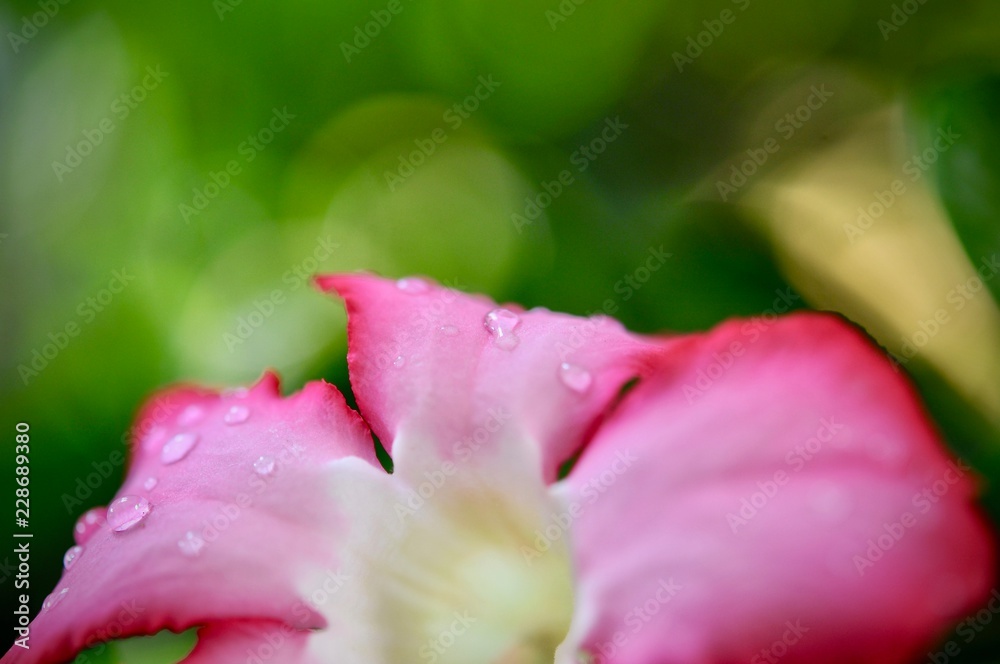 Close up of Pink bignonia flowers on background,Azalea flowers on a tree with water drops and bokeh background, space for copy word to create postcard