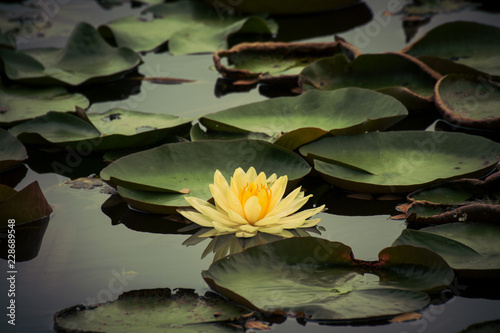 Beautiful waterlily or lotus flower in pond. © n_u_t