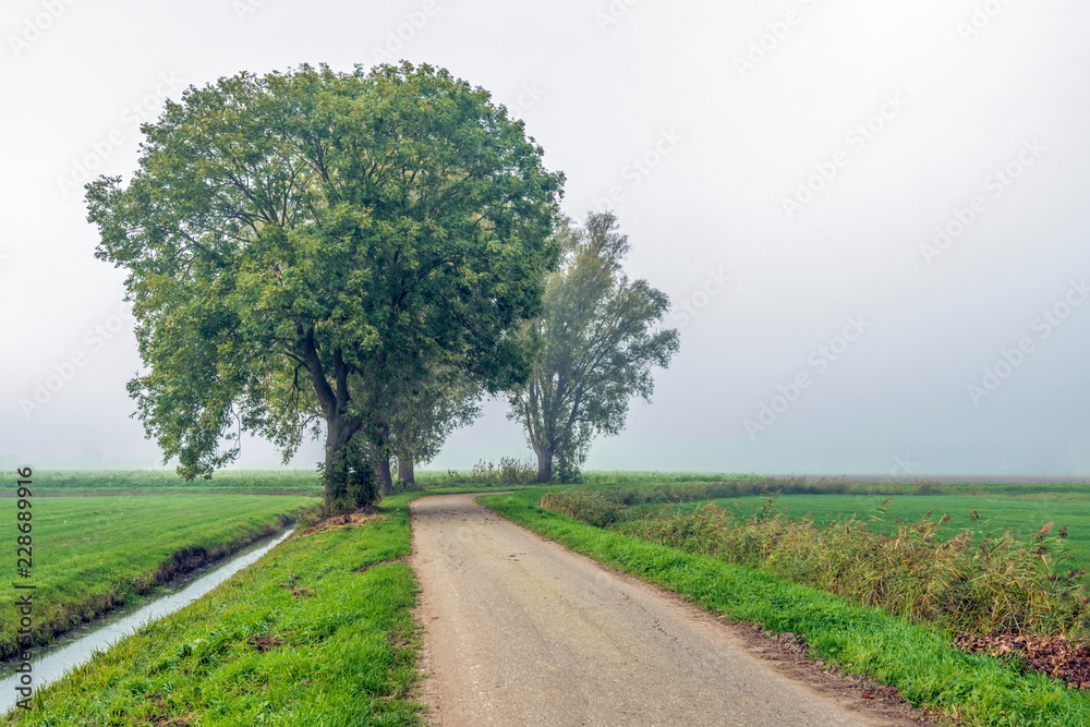 Rural landscape in a Dutch polder with a row of tall willow trees on a curved country road in early morning fog