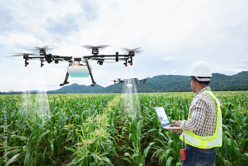 Technician farmer use wifi computer control agriculture drone on sweet corn field - obrazy, fototapety, plakaty 