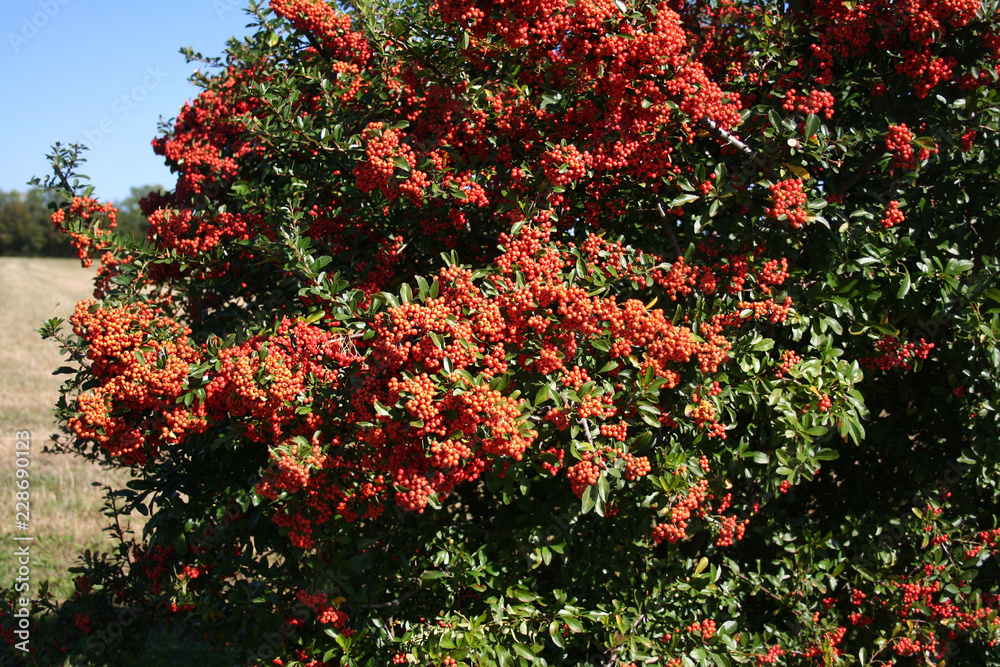 Pyracantha hedge with beautiful ripe red berries in autumn against blue sky
