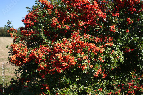 Pyracantha hedge with beautiful ripe red berries in autumn against blue sky 