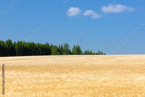 A yellow wheat field in summer with green trees