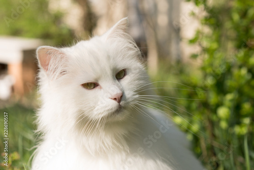 Weiße süße Katze schaut lieb auf die Seite