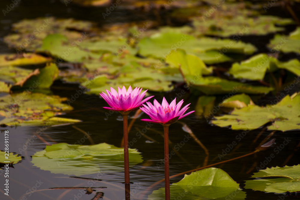 Beautiful waterlily or lotus flower in pond. Beautiful waterlily or lotus flower in pond.