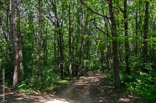 Landscape of summer nature with deciduous forest and path  in the middle   natural old North park  Sofia  Bulgaria  