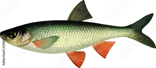 fish vobla 