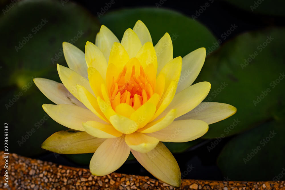 Beautiful waterlily or lotus flower in pond.