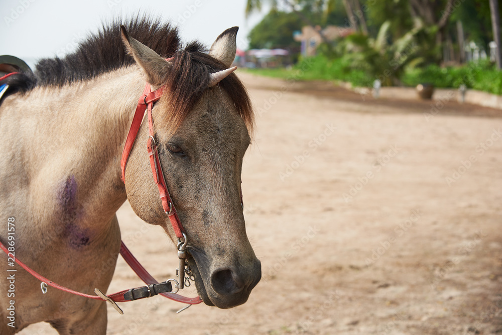 Obraz premium Beautiful horse with seashell on head mimicking unicorn