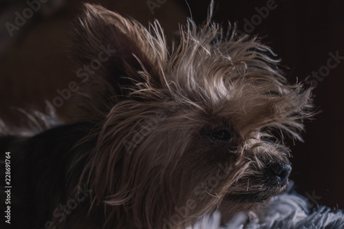 dog lying on the bed