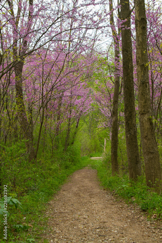 Spring Time Purple Flower Trees