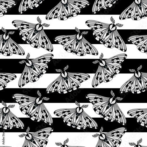 Night moth on black and white stripes. Strap black and white patternless pattern. Use on the T-shirt and textile photo