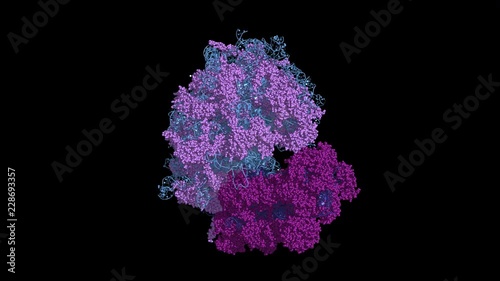 Eukaryotic ribosome, rotating model, seamless loop