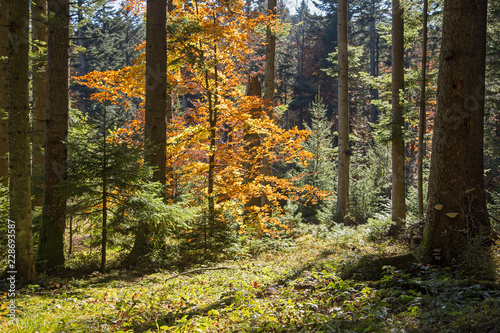 Beech tree in autumn colors among mixed forest in sunlight. mixed autumn Carpathian forest
