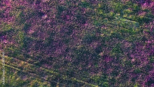 field of flowering wild willow-herb, top view