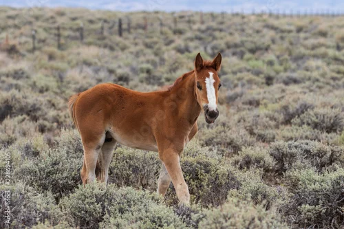 Obraz Śliczny dziki źrebię konia
