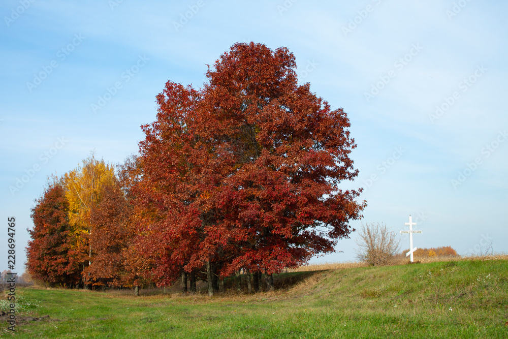 Red and yellow trees on green grass. White cross on road side.