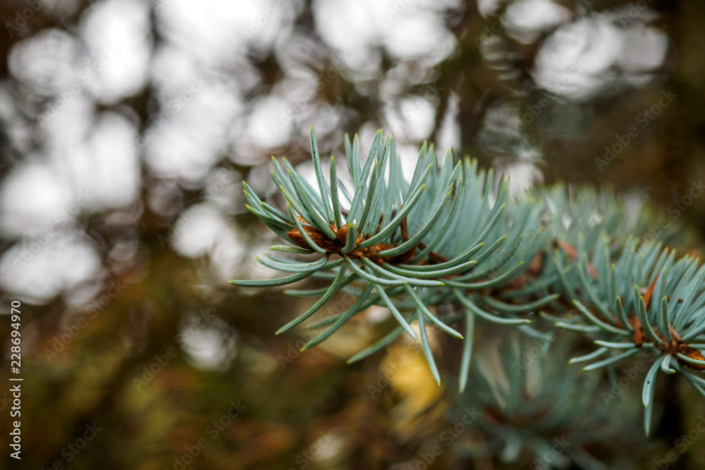 Blue spruce branches on a green background.The blue spruce, green spruce, white spruce, Colorado spruce or Colorado blue spruce, with the scientific name Picea pungens, is a species of spruce tree.