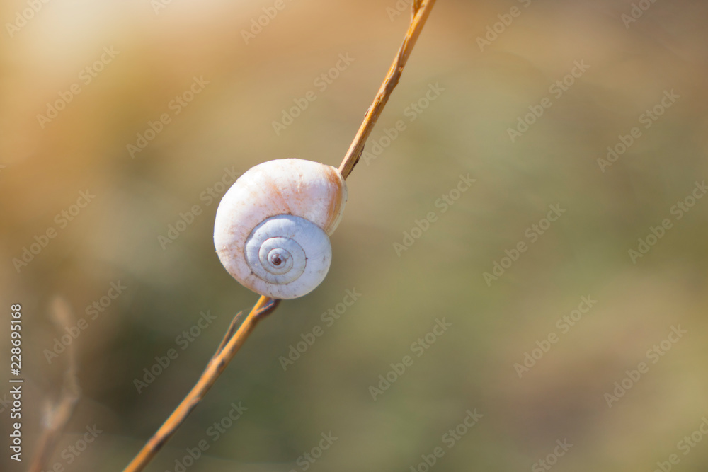 Snail crawling on the stem of a plant. Nature and fauna of the coasts in the Mediterranean. Selective focus on a plant with a dried snail shell. Snail crawling on the stem of a plant. Nature and fauna of the coasts in the Mediterranean. Selective focus on a plant with a dried snail shell.