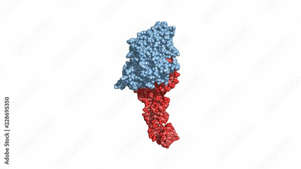 EF-Tu elongation factor catalyzes the binding of an aminoacyl-tRNA to the ribosome. Rotating space-filling model, seamless loop.