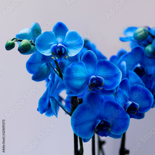 Blaue Orchideen