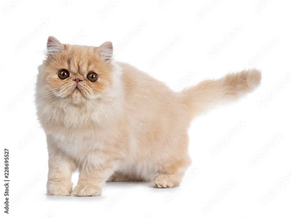 Sweet cream smoke Persian cat kitten walking / standing looking straight at camera with big round brown eyes. Isolated on white.
