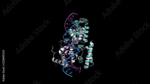 HNF homeobox A (HNF1A) transcription factor, rotating cartoon model, seamless loop