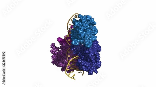 HNF homeobox A (HNF1A) transcription factor, rotating space-filling model, seamless loop