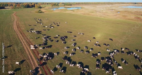 a large herd of cows travels across a green field